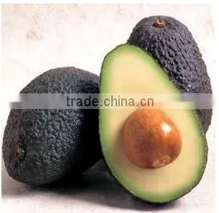 Bulk Avocado Oil for Exports