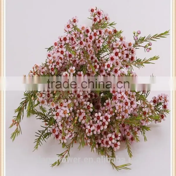 the Most Beautiful Fresh Wintersweet Flower to Export photo-4