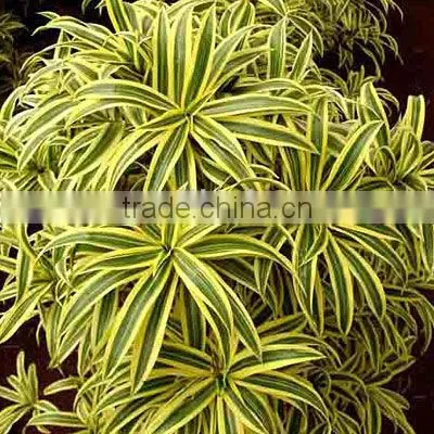 Dracaena Reflexa Augustifolia, Song of India