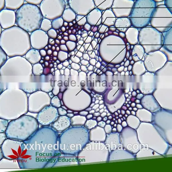 Agronomy Microscope Prepared Slides , Economy Crop Prepared Slide,stem Prepared Slides You Can Choose From photo-5