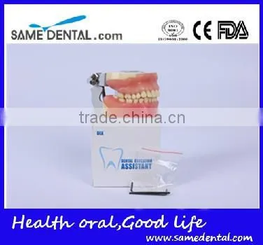 Dental Surgical Integrated Model Teaching Demonstration Teeth Model photo-4