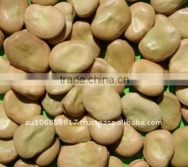 Faba Beans Faba Bean Fava Beans