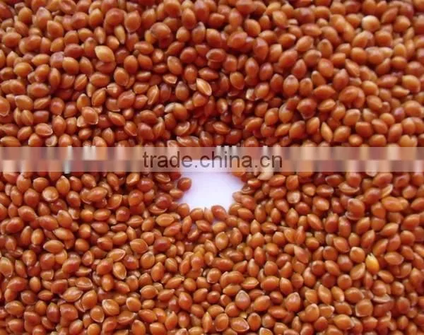 Hot Sale Best Price of Red Broomcorn Millet 2016 Crop Market Price photo-4