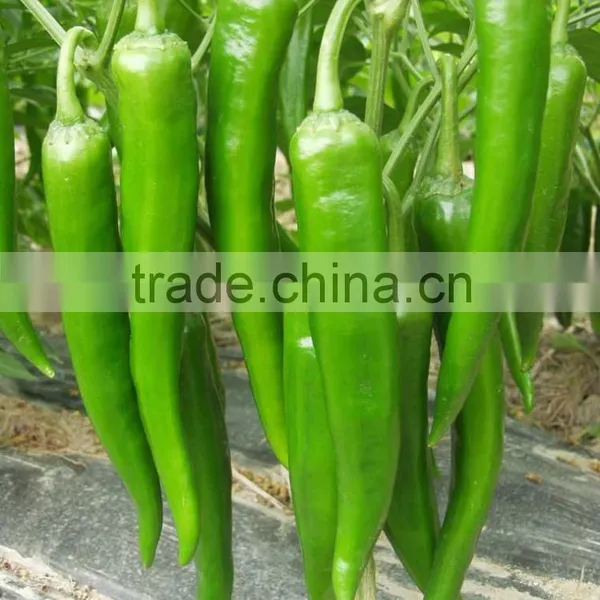 Hot Sale Hybrid High Yield Chili Pepper Seeds-XY 158 photo-2