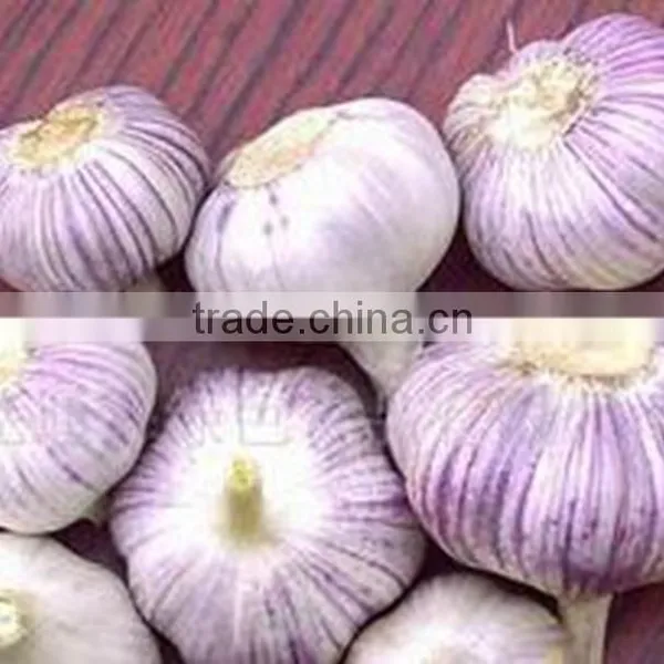 Pack in Mesh Bag or Carton Garlic