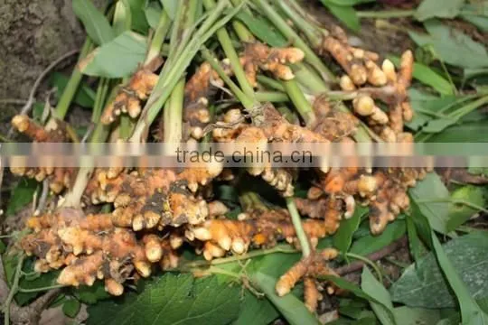 VIETNAM FRESH TURMERIC GOOD QUALITY photo-4