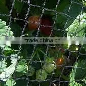 PEA AND BEAN NETTING photo-2