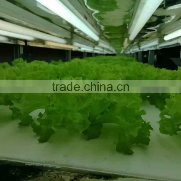 Greenhouses For Vegetables photo-2
