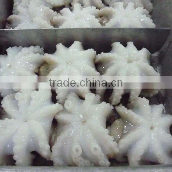 Baby Octopus/ Frozen Baby Octopus photo-6