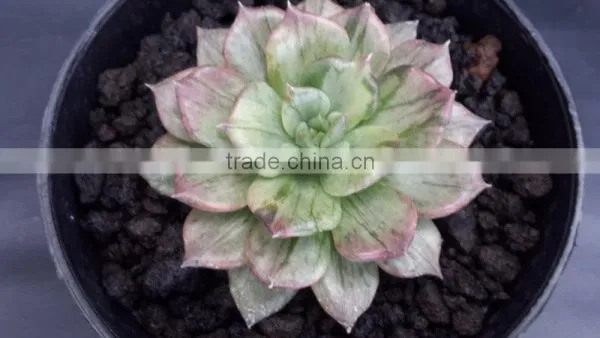 Echeveria Silver Prince Variegated, Decorative Plants Echeveria, Succulent Plants, Tropical photo-2
