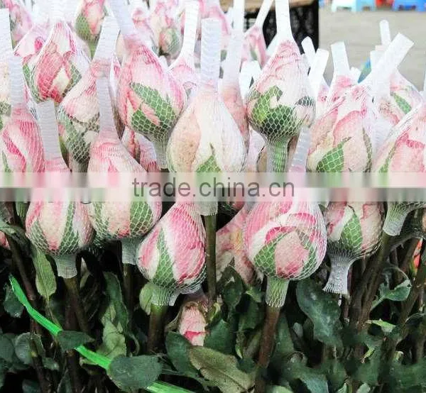 Rose Flower Protective Bud Netting photo-4