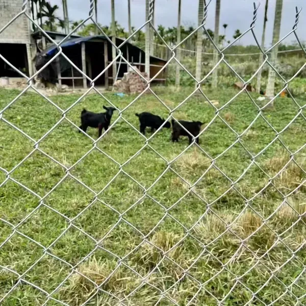 Chain Link Fence With 50mm Mesh Size for Animal Containment and Farm Use photo-4