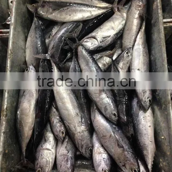 Sea Frozen Bonito Fish photo-5