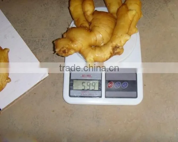 2015 Good Price of the Ginger From Shandong photo-3