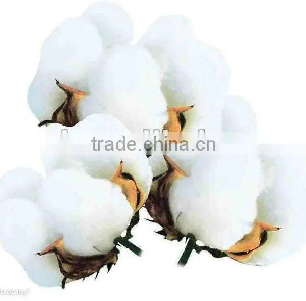 RL2 Hybrid Cotton Seed for Planting,