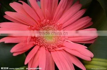 Preserved Flowers Fresh Cut Flowers Gerber Flower photo-3