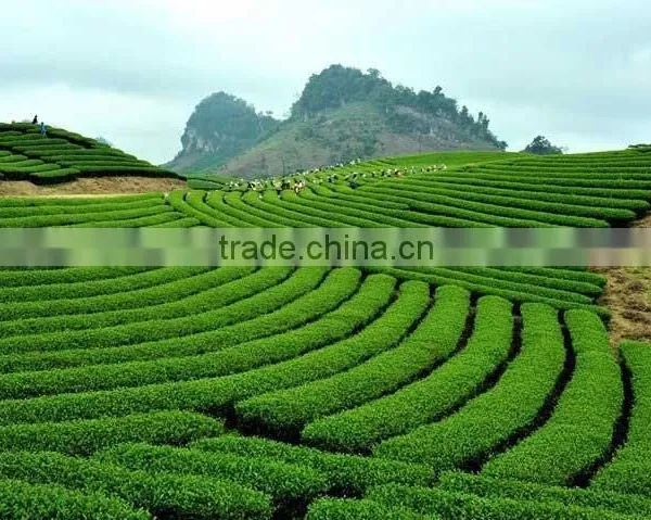 Green Tea Made in Vietnam photo-2