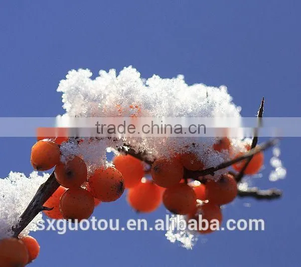 Organic Green Seabuckthorn Fruit Oil photo-5