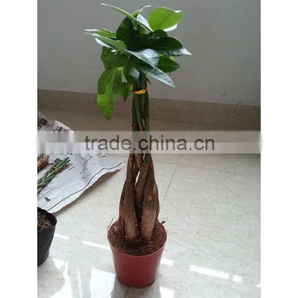 Different Size Pachira Macrocarpa Evergreen Tree Home Flower Plants photo-4