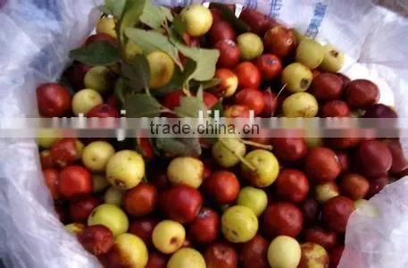 Factory Supply GMP Certified Red Jujube Oil photo-3