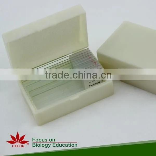 With All the Phases 12pcs Set Meiosis Microscope Slides photo-3