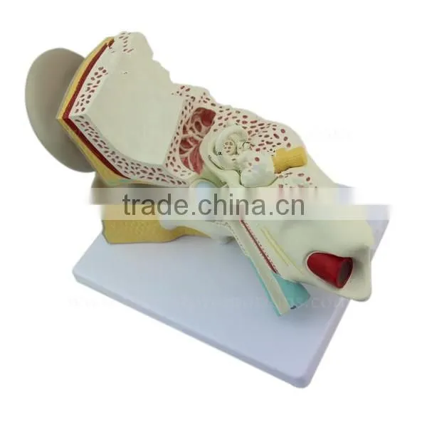 Ear Plastic Education Human Body Anatomy Model photo-2