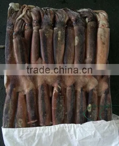 Fishing Product of Illex Squid photo-2