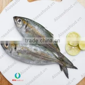SCAD: ROUND/ LAYANG/ YELLOW TAIL/ YELLOWSTRIPE/ BIG EYES photo-4
