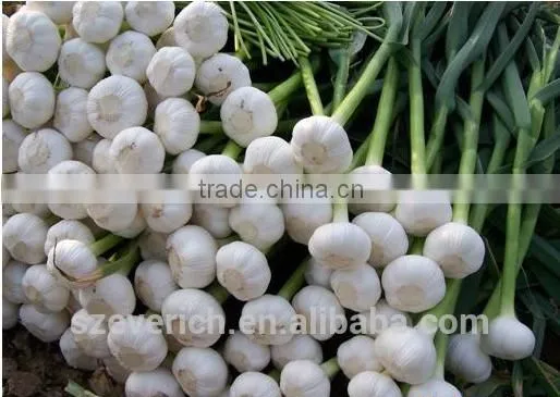 2016 NEW CROP CHINESE FRESH GARLIC ----PLACE OF ORIGIN,WE ARE FARMER photo-4
