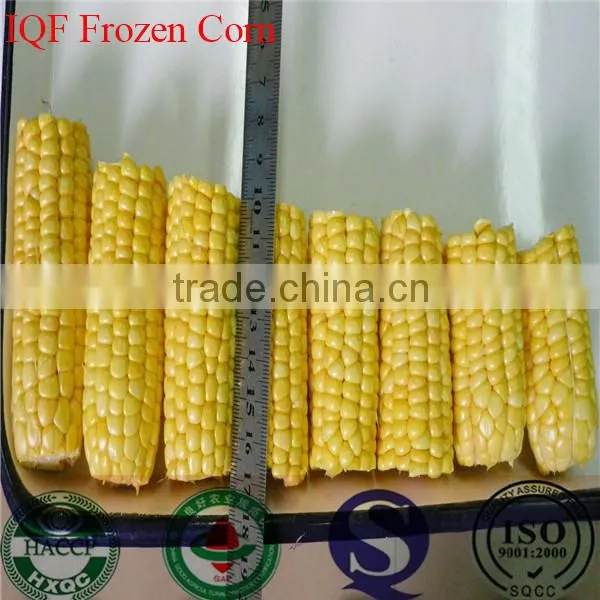 IQF Freezing Process and Frozen Style Canned Sweet Kernel Baby Corn photo-5
