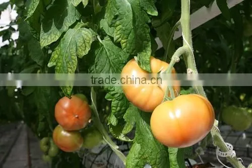 TOMATO photo-5