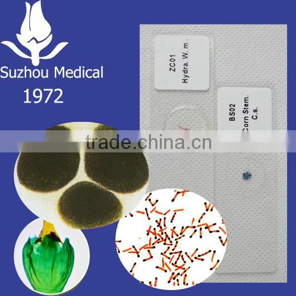Slides of Bacteriology