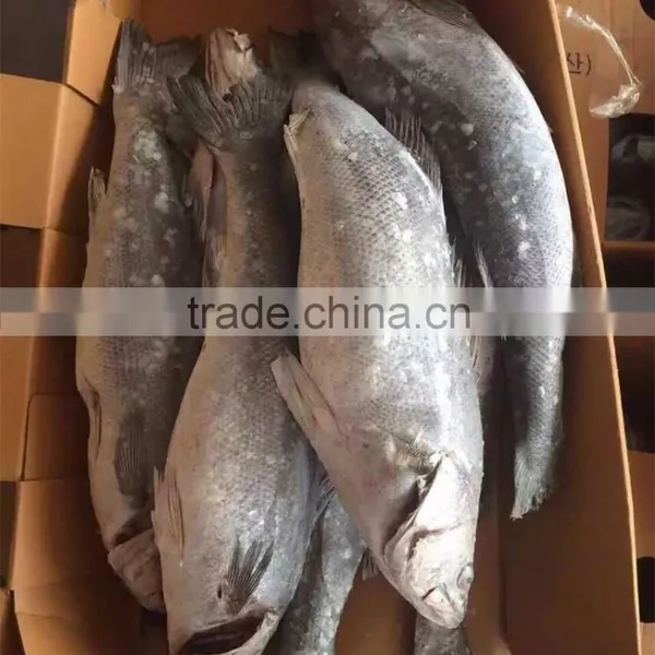 Frozen Pikeperch/seabass