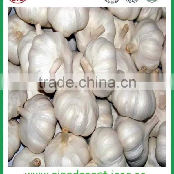 Cheap Garlic Jinxiang Wholesale Price photo-4