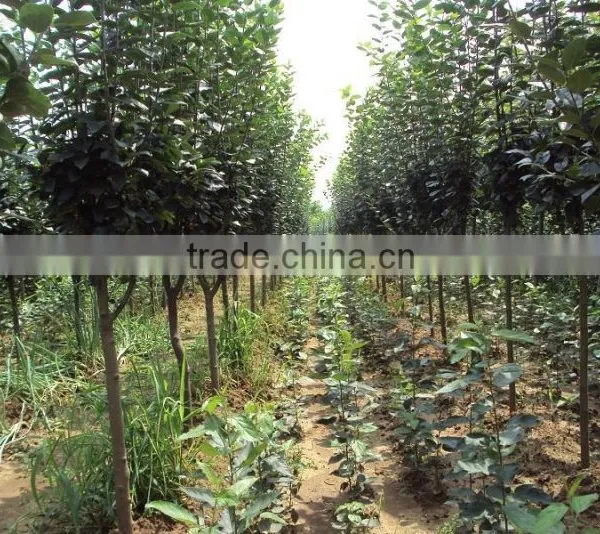 Malus Prunifolia Tree Seedling photo-3