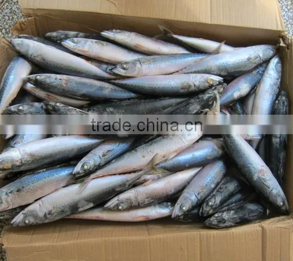 Frozen W/R Pacific Mackerel Good-quality Seafood Pacific Mackerel Fresh photo-2