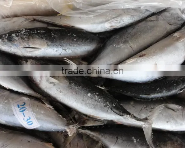 Frozen Whole Round Bonito photo-2
