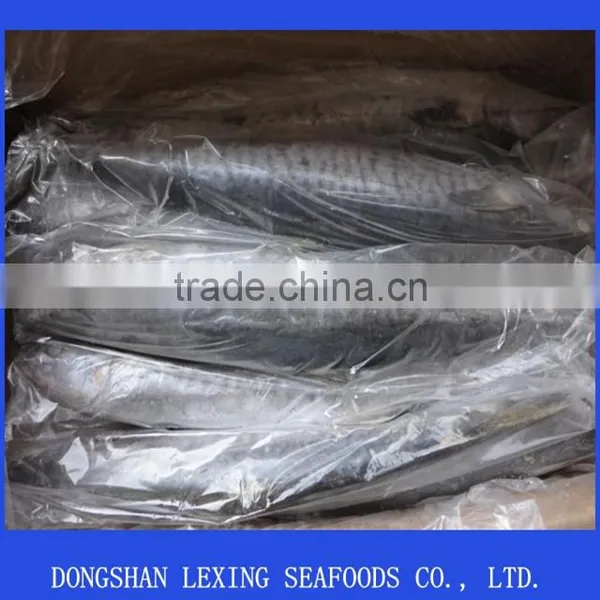 Spanish Mackerel photo-2