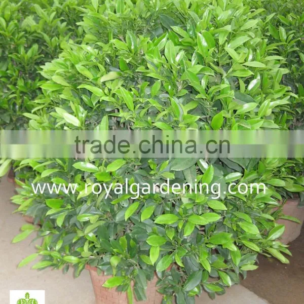 Stephanotis Floribunda (Madagascar Jasmine, Waxflower, Hawaiian Wedding Flower) photo-2
