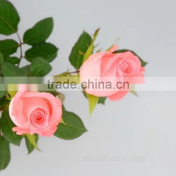 Fresh Cut Diana Rose Flowers High Quality Diana Roses From KUNMING photo-3