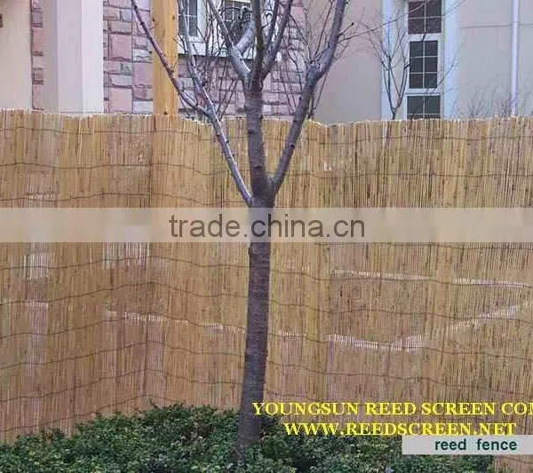 Reed Fence photo-5
