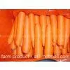 Carrot,carrot Supplier,Chinese Carrot,fresh Carrot
