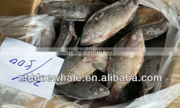 Tilapia photo-5