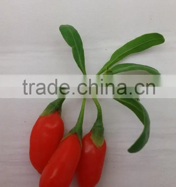 Ningxia Goji Berry photo-2
