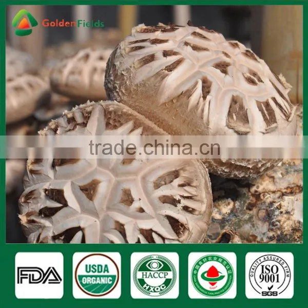 Fresh Dried Shiitake Mushroom Growing Shiitake Mushroom Log Spawn for Mushroom Farm photo-3