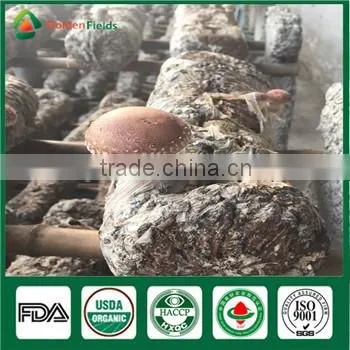 Professional China Supplier EX Factory Price Anti-cancer Organic Shiitake Mushroom