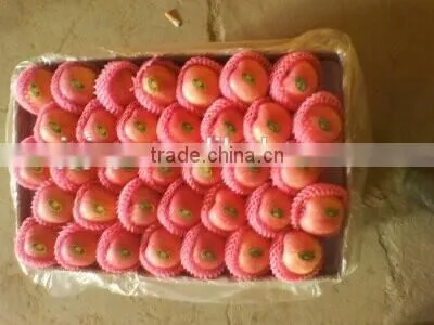FUJI APPLE