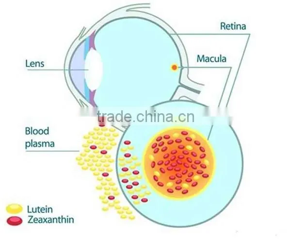 Lutein Powder /Xanthophyll/Marigold Extract/Marigold Extract Powder photo-4