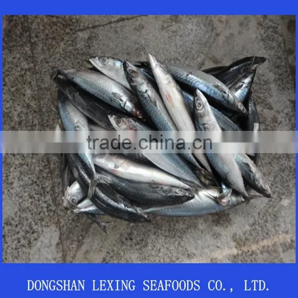 Frozen WR Pacific Mackerel photo-1