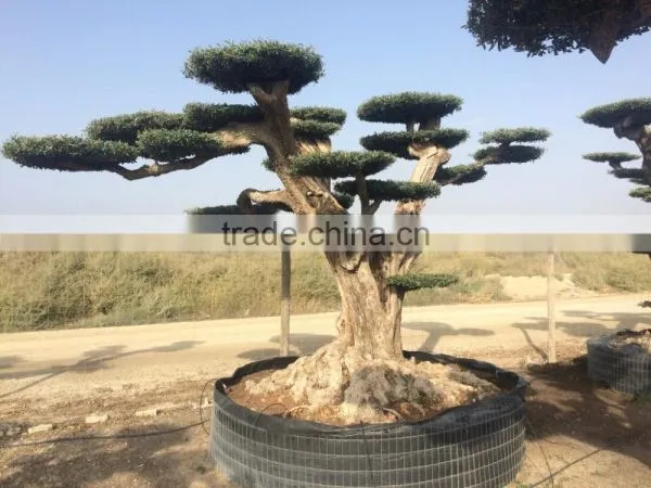 Pompon Olive Tree - Olea Europaea Pom Pon Centenary photo-6